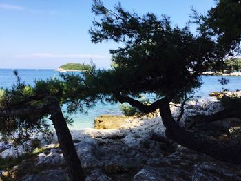 Trees on beach against sky