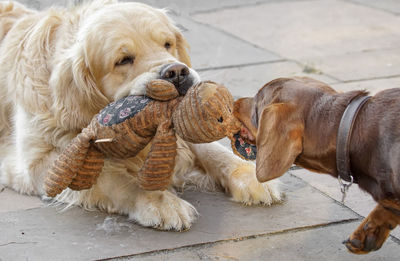 Two dogs playing with toy