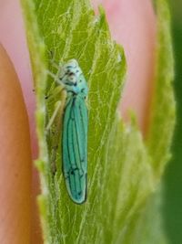 Close-up of insect on leaf