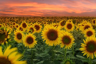 Sunflower field