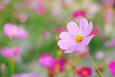 Close-up of pink cosmos flower