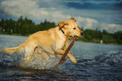 Playful golden retriever carrying stick in mouth and jumping in lake