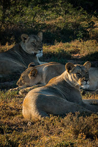 Lions sitting on field