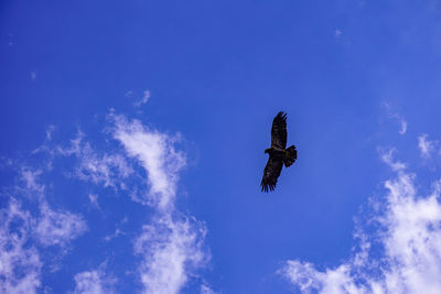 Low angle view of eagle flying in blue sky