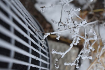 Close-up of frozen plant