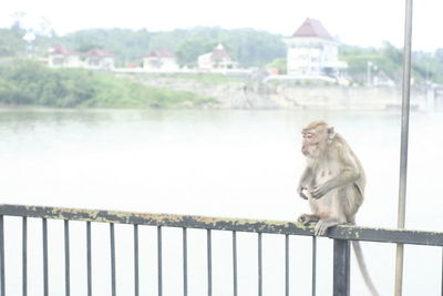 Monkey sitting on railing by lake