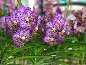 Close-up of purple flowers