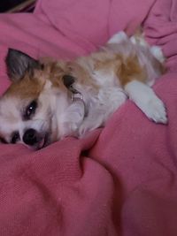 Dog lying down on bed