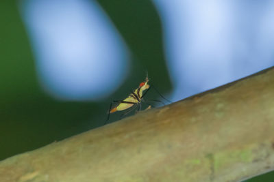 Close-up of insect on leaf