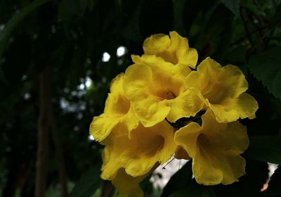 yellow