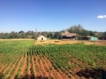 Scenic view of agricultural field against clear sky