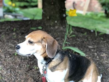 View of a dog looking away