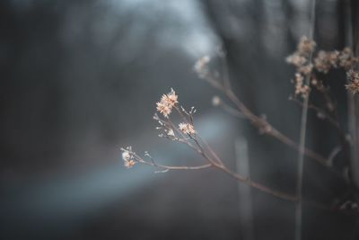 Close-up of flower tree during winter