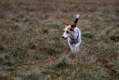 Dog running on grass