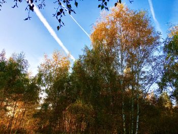 Low angle view of trees against sky