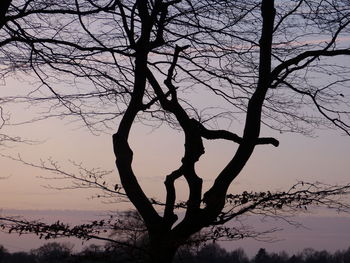 Silhouette bare tree against sky during sunset