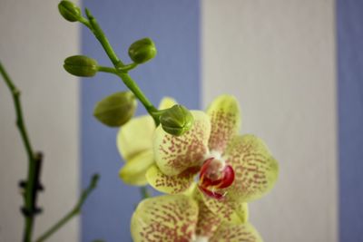 Close-up of flowering plant against blurred background