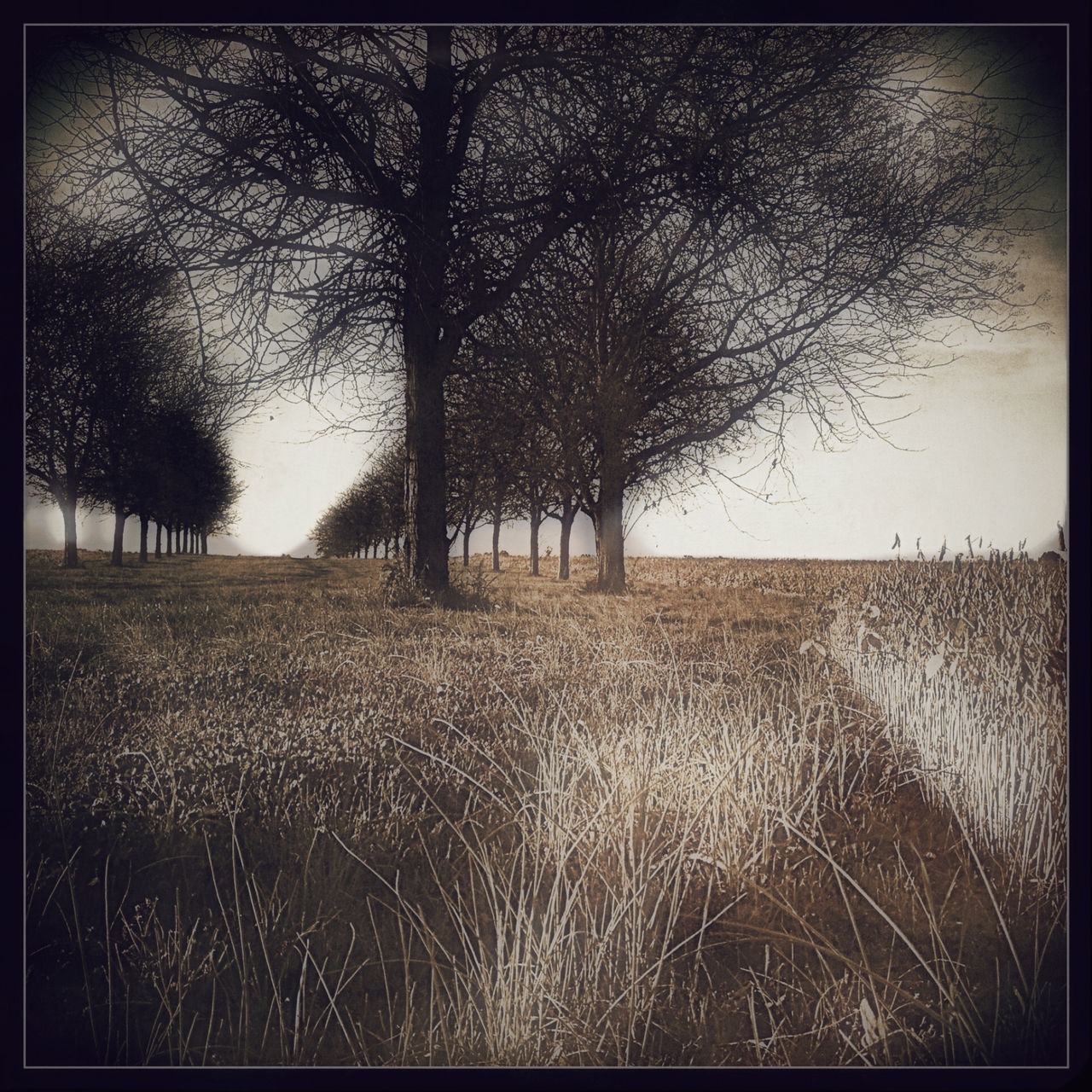 transfer print, bare tree, auto post production filter, tree, field, tranquility, tranquil scene, landscape, nature, scenics, grass, beauty in nature, branch, growth, water, rural scene, clear sky, sky, outdoors, plant