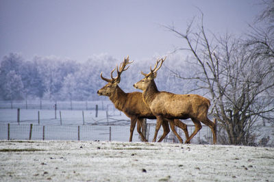 Deer on snow covered field