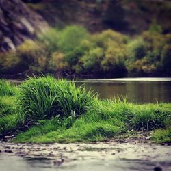 Scenic view of lake amidst trees