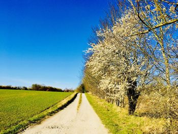 Road amidst trees on field against clear blue sky