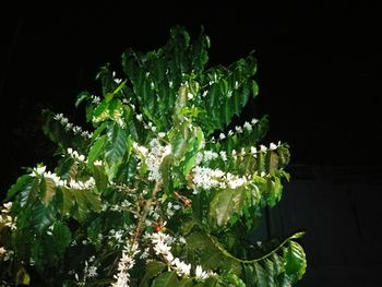 Close-up of plants against black background