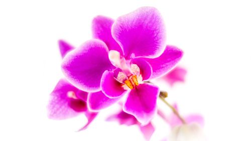 Close-up of pink flowers