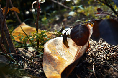 Close-up of crab on dry leaf