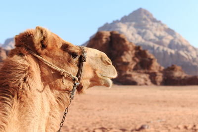 Close-up of camel at desert