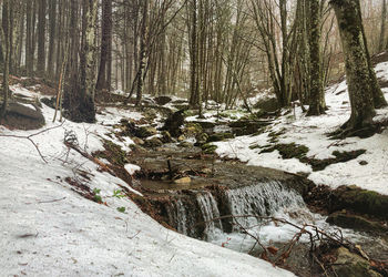 Trees growing in forest during winter