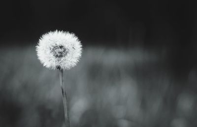 Close-up of dandelion against blurred background