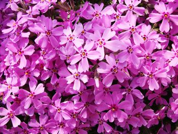 Full frame shot of pink flowers