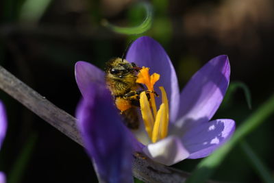 Close-up of bee pollinating on purple flower