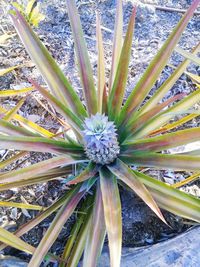Close-up view of plant
