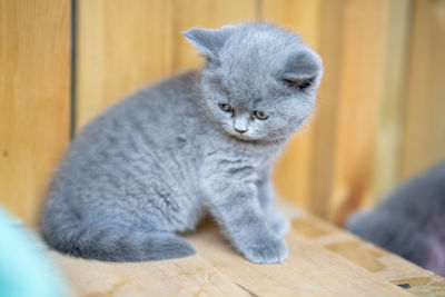 There is a lovely english shorthair blue cat in the room