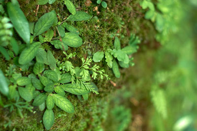 Close-up of green leaves