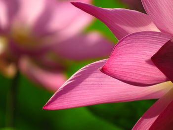 Close-up of pink flowering plant