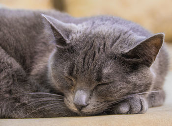 Close-up of a cat sleeping