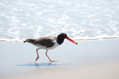 Side view of a bird on beach