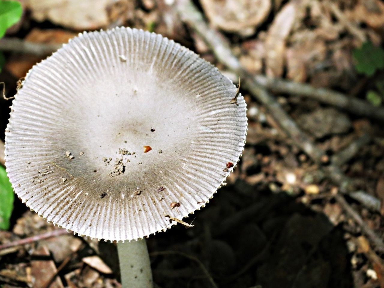 mushroom, fungus, close-up, growth, nature, toadstool, fragility, focus on foreground, white color, uncultivated, beauty in nature, day, forest, dandelion, outdoors, natural pattern, no people, field, single flower, selective focus