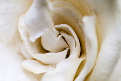 Close-up of white rose