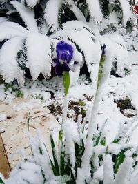 Close-up of snow on ground during winter