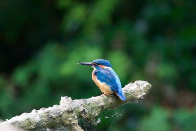 Close-up of kingfisher perching on tree branch