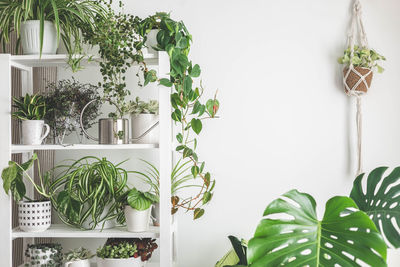 Potted plant against wall