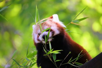 Close-up of a red panda