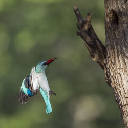 Close-up of bird perching on a branch