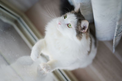 White cat playing beside glass window at home