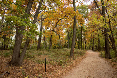 Pathway through the forest on a rainy day