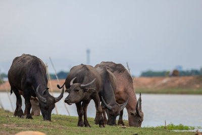 Horses in a field