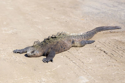 Large fierce looking male marine iguana seen in closeup relaxing in the sun on a sandy road
